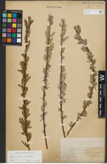 Foto von Salix purpurea L. x Salix viminalis L.